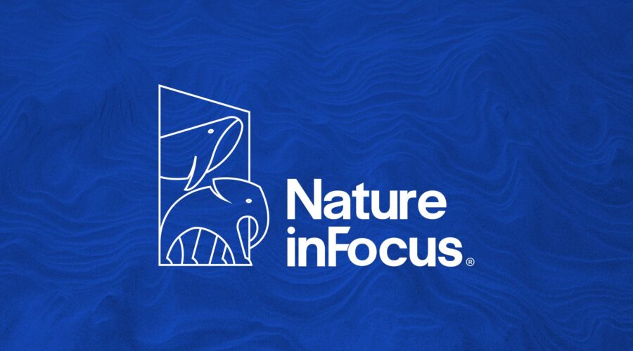 Nature InFocus -Website Design and Development - Narrative